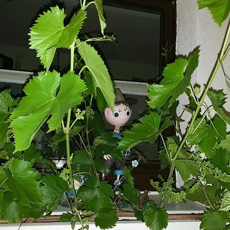 Pensionat Haus Am Pool 3*